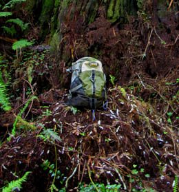 Godwood Creek Giant Canopy Soil and Ferns