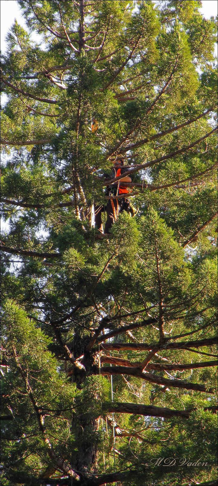 New Hope redwood grove burls