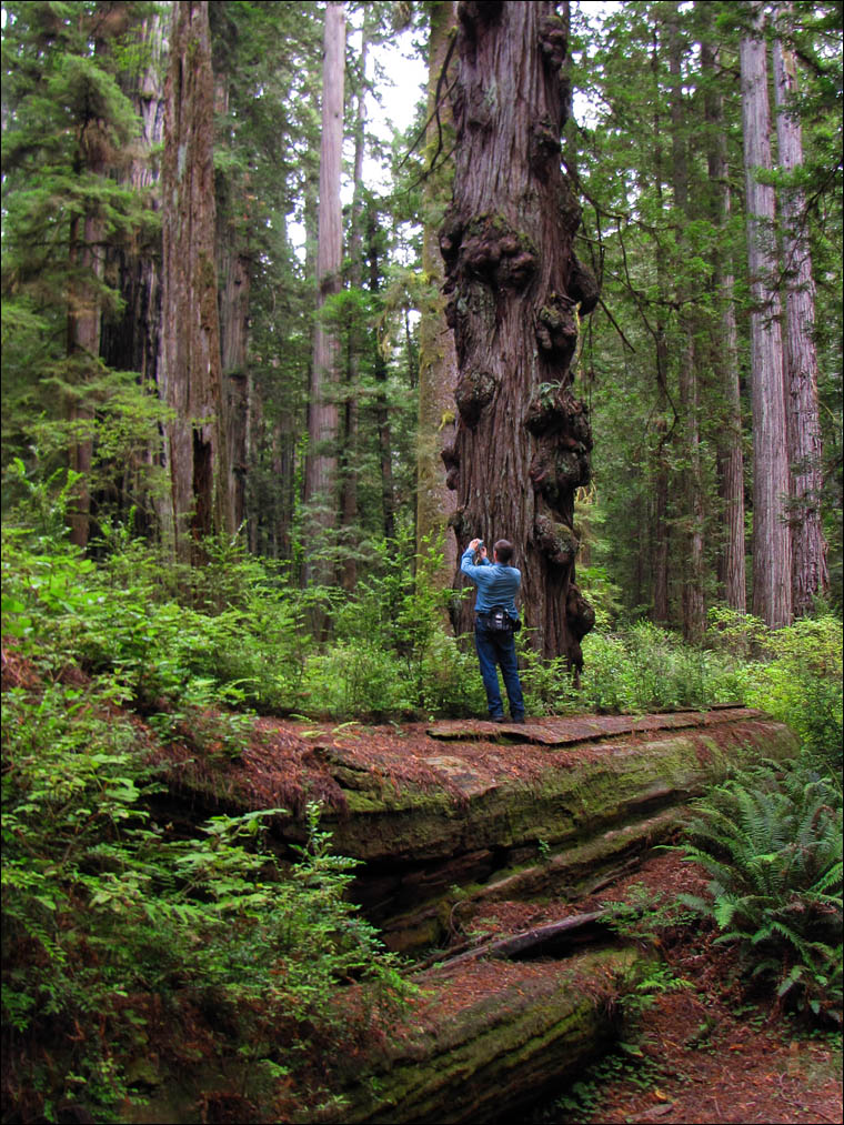 Godwood Creek Giant coast redwood