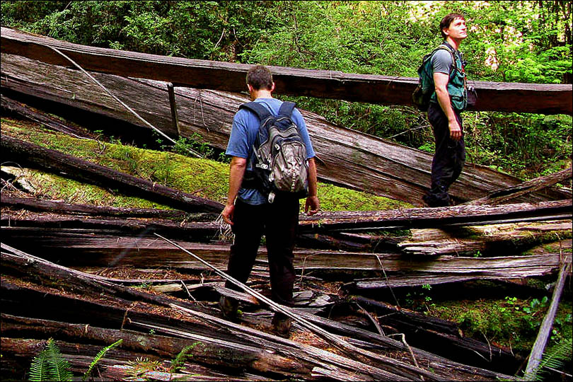 Grove of Titans redwoods area near Ruthlor Gulch mentioned in The Wild Trees book