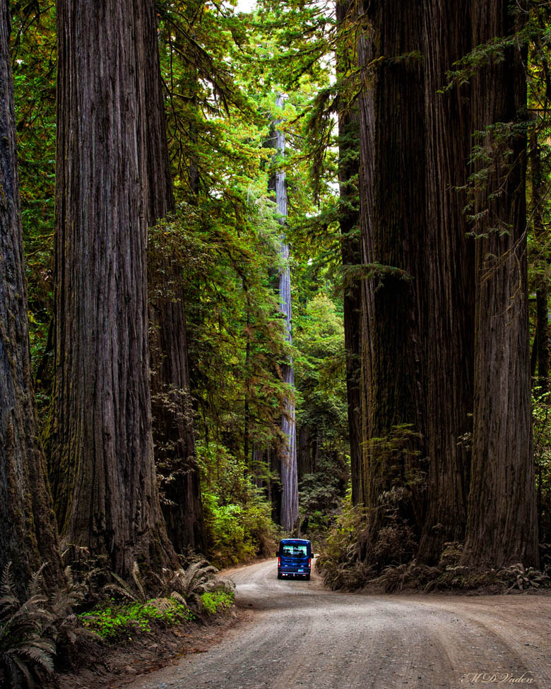 Howland Hill Giant road that passes the coast redwood giant in Jedediah Smith park