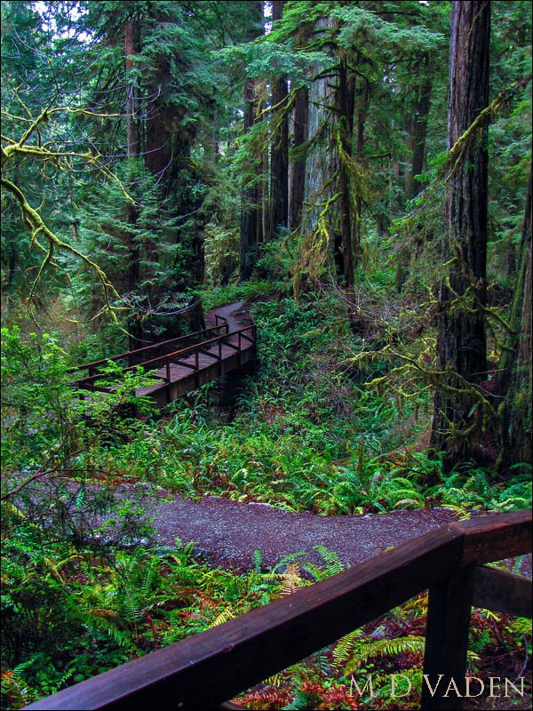 Scenic and panoramic view of coast redwoods at Prairie Creek James Irvine trail