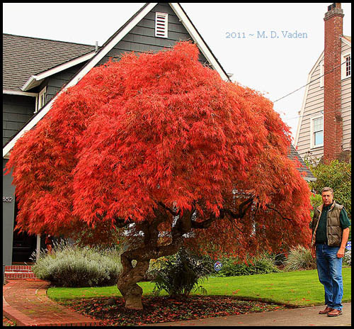 Japanese Pruning Tree Service. Portland, Oregon.