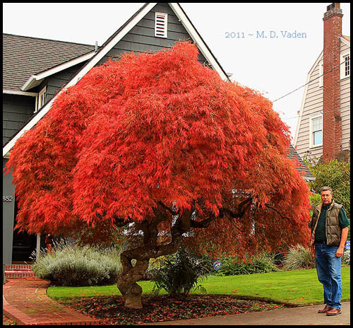 Japanese maple tree pruning in Portland, Oregon