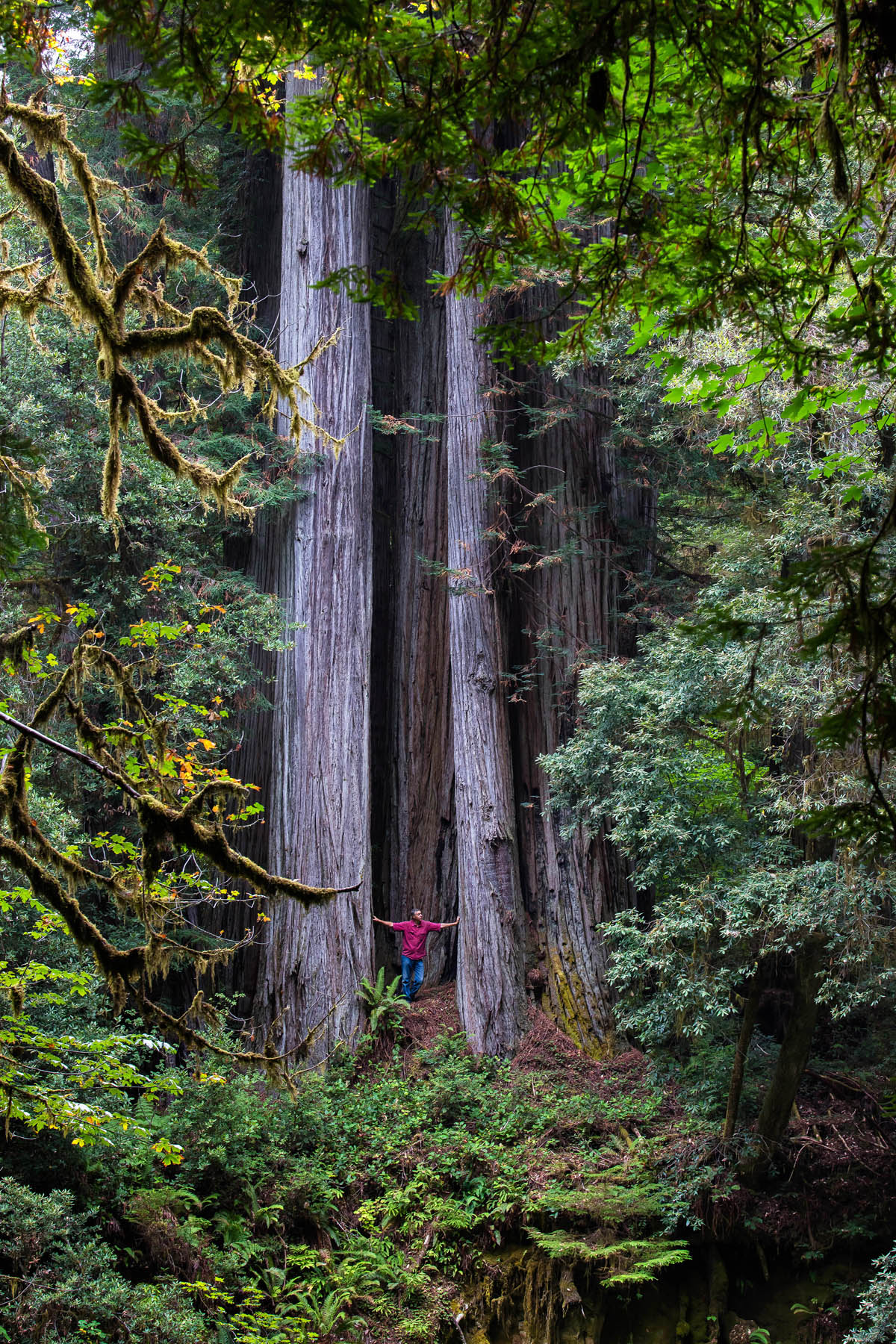 Medford and Ashland landscape arborist Mario Vaden next to big trees