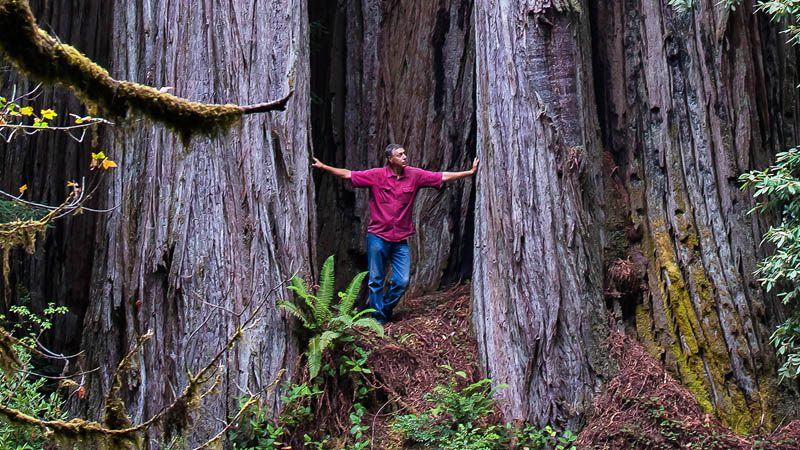 landscape and design from Portland Arborist