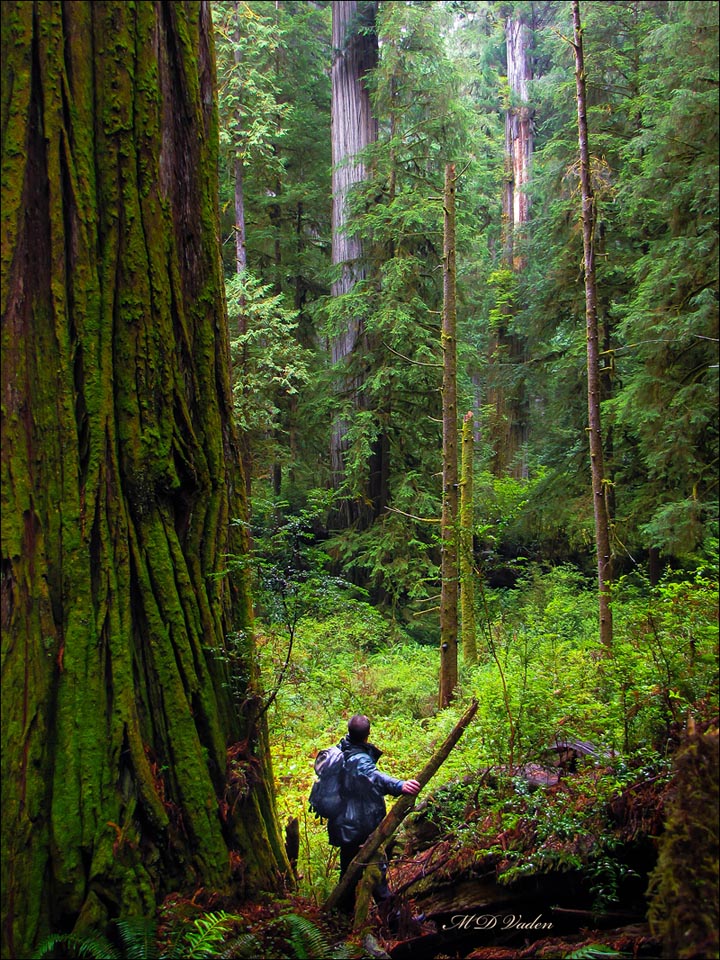 New Hope Redwood in Redwood National and State Parks