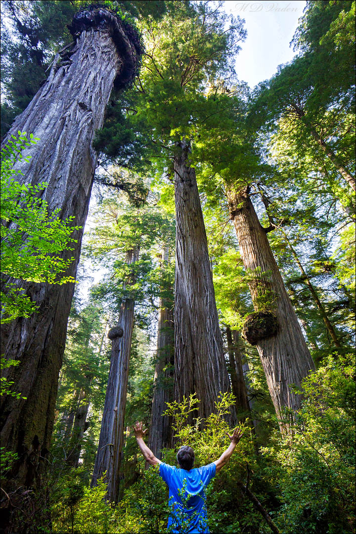 New Hope redwood grove burls