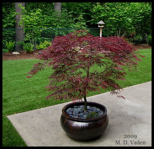 Branch structure corrective pruning for potted maple