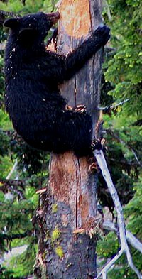 Black Bear Track for illustration on Redwood page