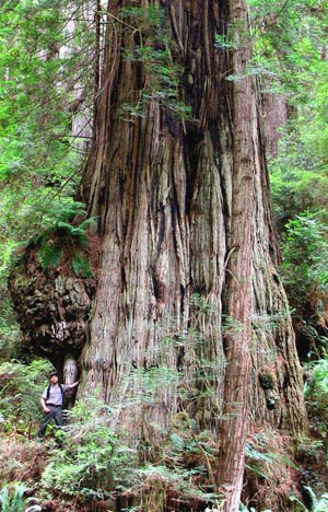 Sir Isaac Newton in Prairie Creek Redwoods, from Van Pelt Forest Giants book