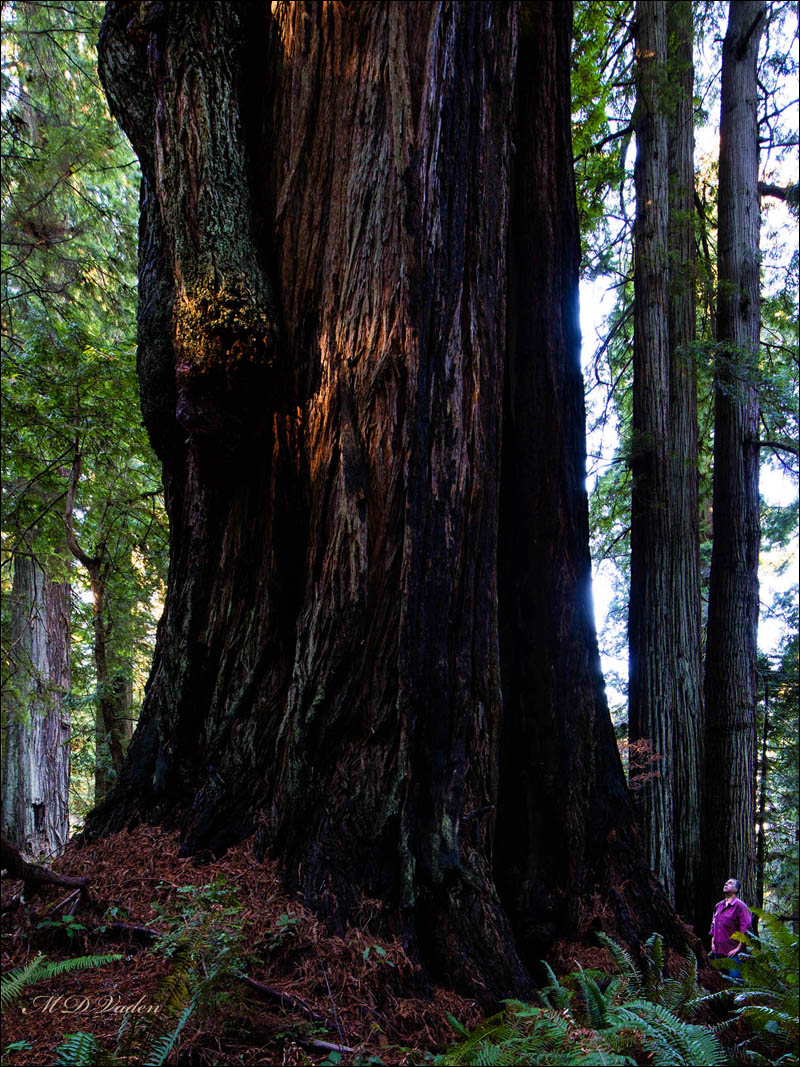 Giant coast redwood Darth Vader in Redwood National and State Parks