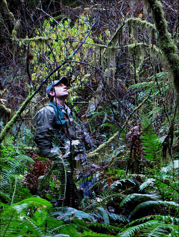 Coast Redwood self guided tour with Dr. Steve Sillett exploring