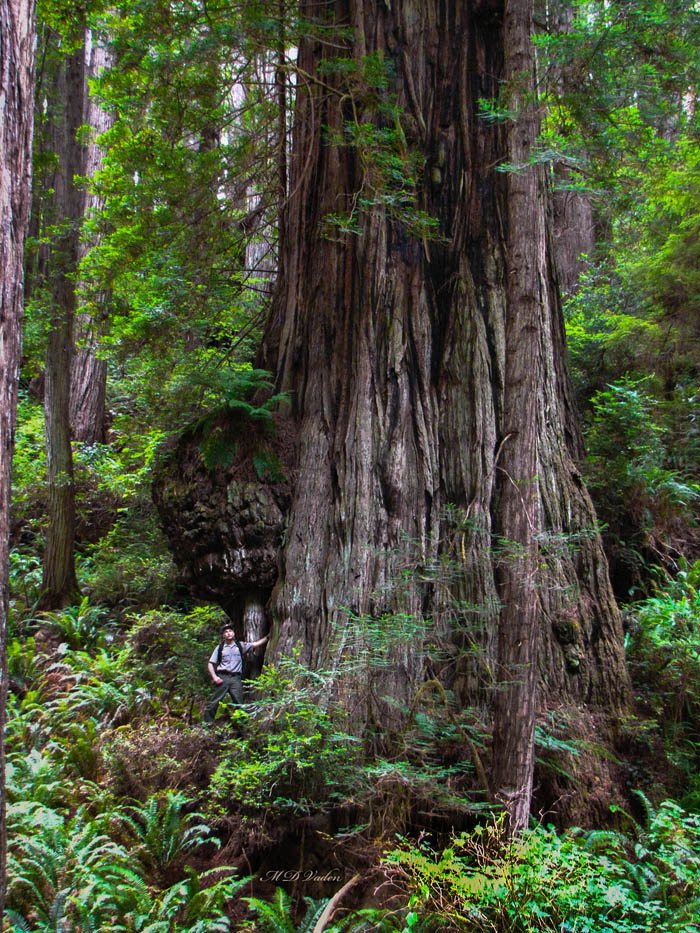 Isaac Newton Coast Redwood and a ranger