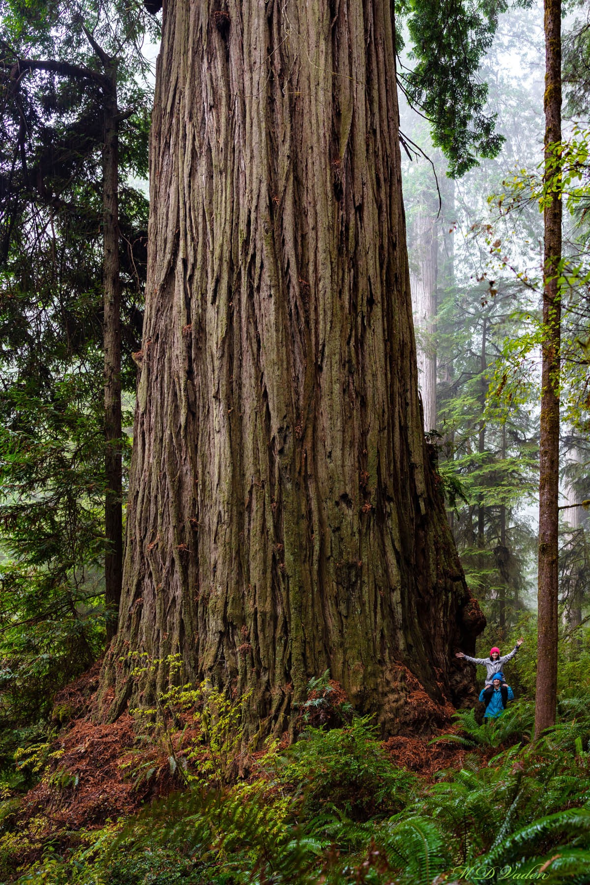 Comparing Grove of Titans to the bigger redwood Spartan