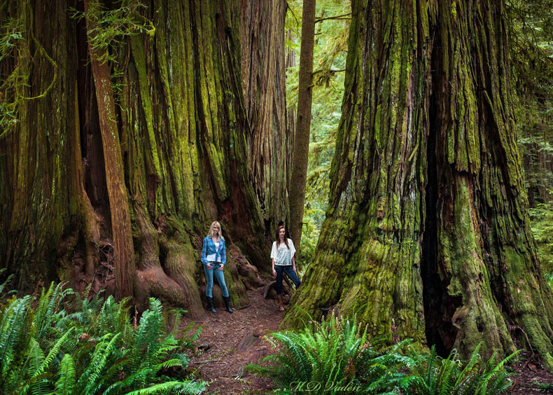 Jedediah Smith redwoods where some claim Star Wars Endor was filmed