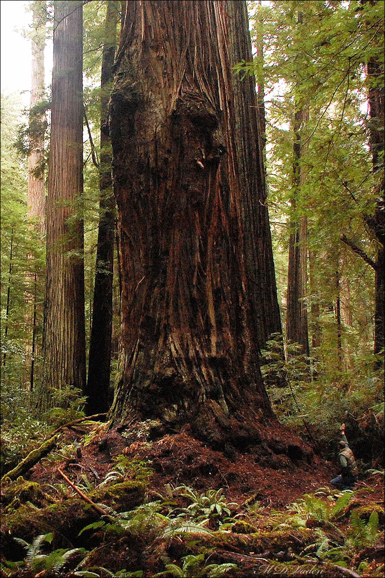 Stratosphere Giant. Tallest Redwood discovered in 2000