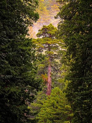 american forests trees please photo contest coast redwood