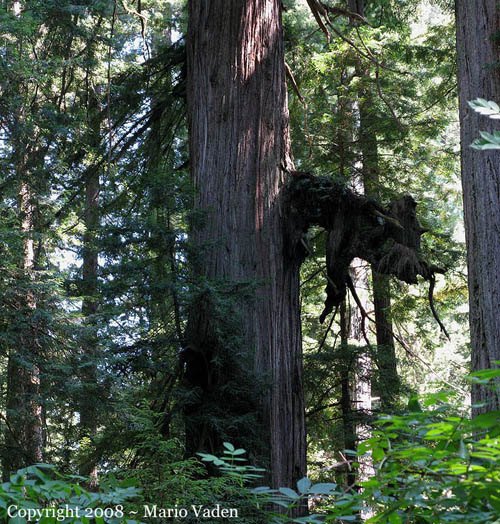 Atlas Grove redwood