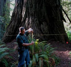 Atlas Redwood Grove in Prairie Creek.