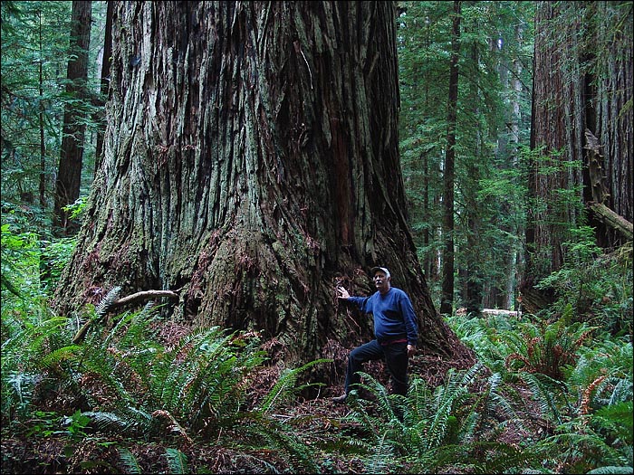 Redwood Bell in Prairie Creek Redwoods State Park with Gerald Beranek