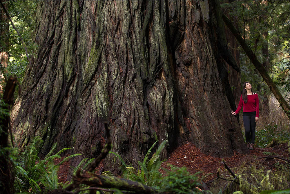 Redwood Bell in Prairie Creek Redwoods State Park with Marcy