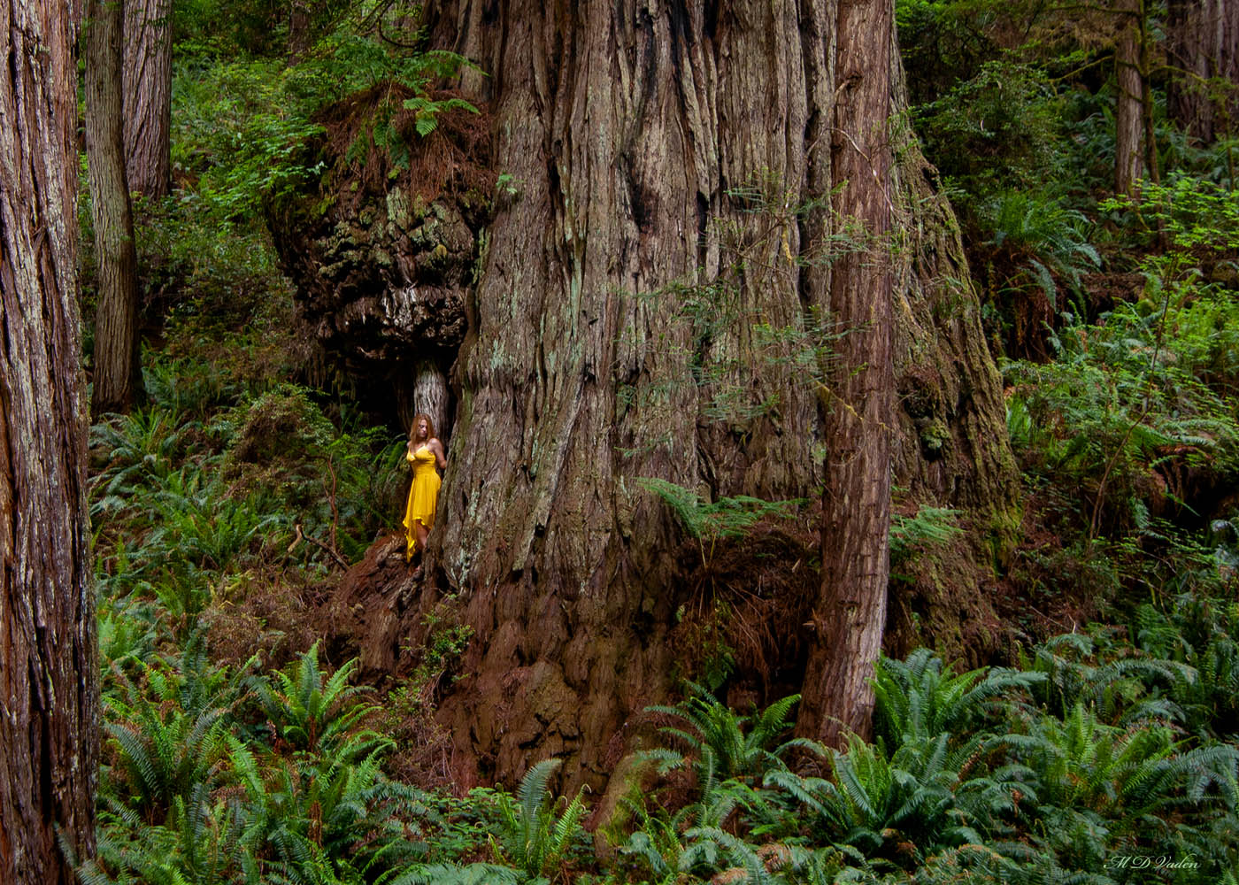 Isaac Newton Coast Redwood and woman on trunk