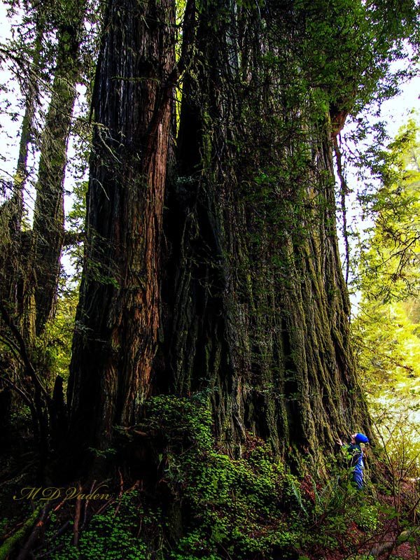 Lost Monarch Redwood Trunk in Grove of Titans