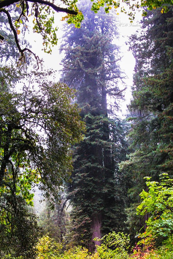 Lost Monarch Coast Redwood full canopy view across marsh