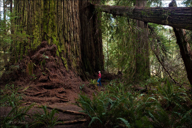 Screaming Titans and fallen log in the Grove of Titans redwood trees