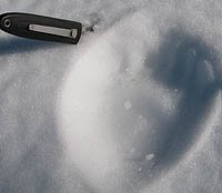 Black Bear Track for illustration on Redwood page