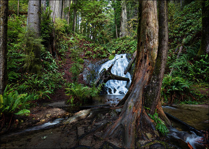 Boy Scout Redwood Hiking Trail