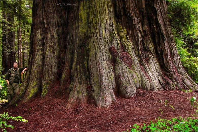 Beautiful Chick Coast Redwood Sequoia Sempervirens