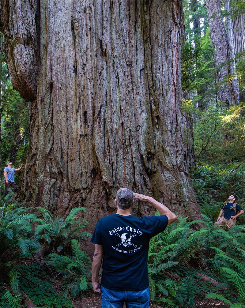 Huge redwood Chesty Puller in  Grove of Titans with men honoring redwood USMC company