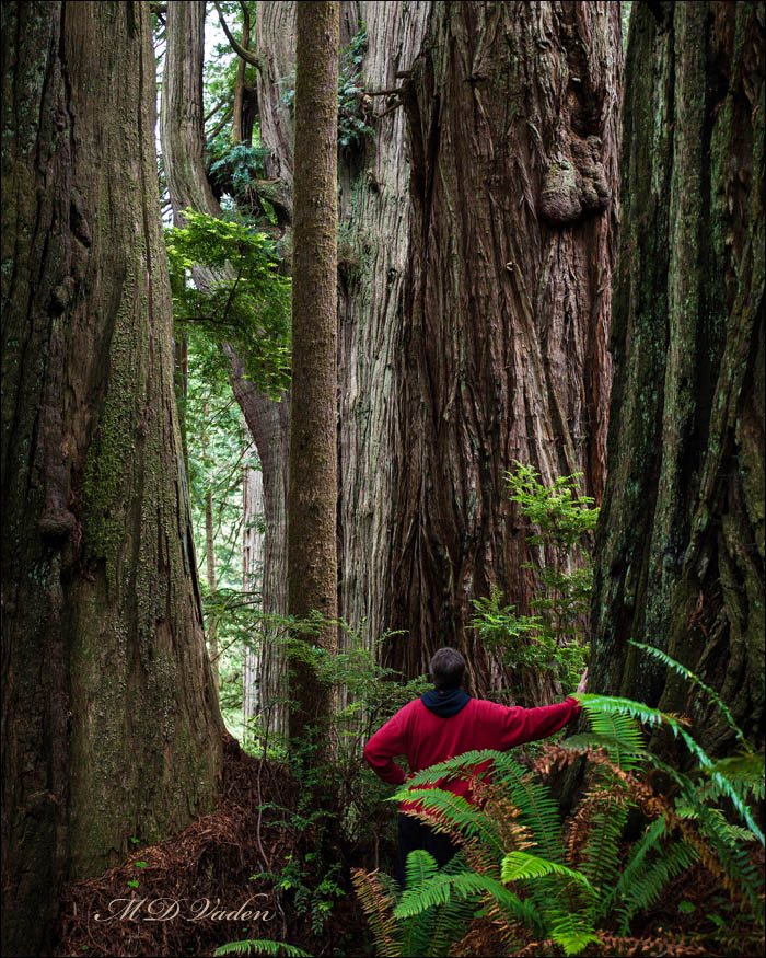 Labyrinth Coast Redwood found by Atkins and Vaden
