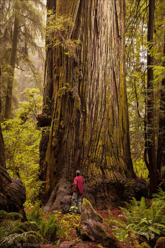 Howland Hill Giant Redwood trunk