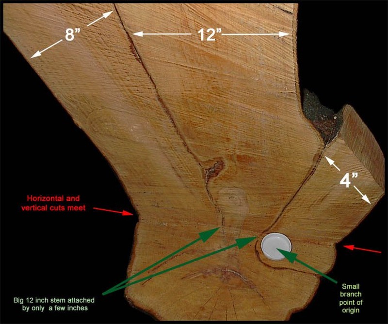 Plum wood and bark