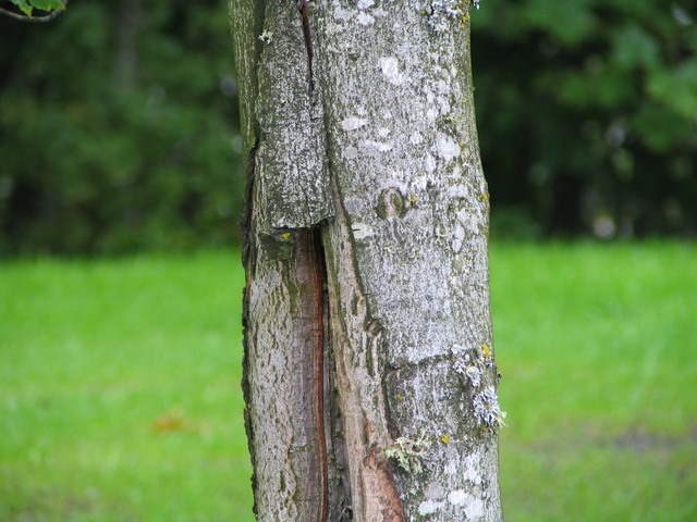 peeling bark