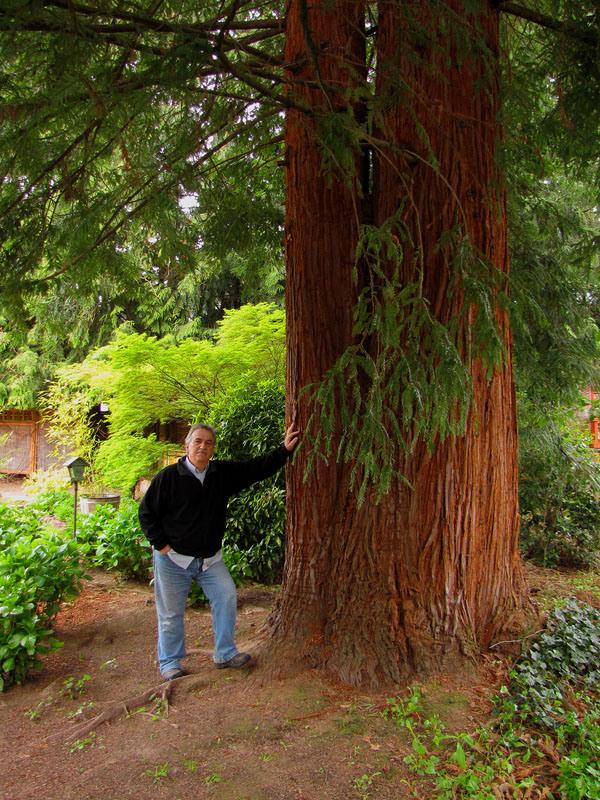 Small Coast Redwood