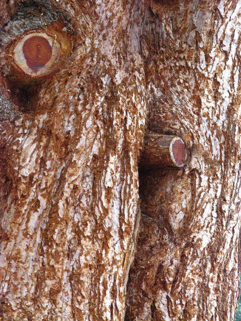 Redwood bark