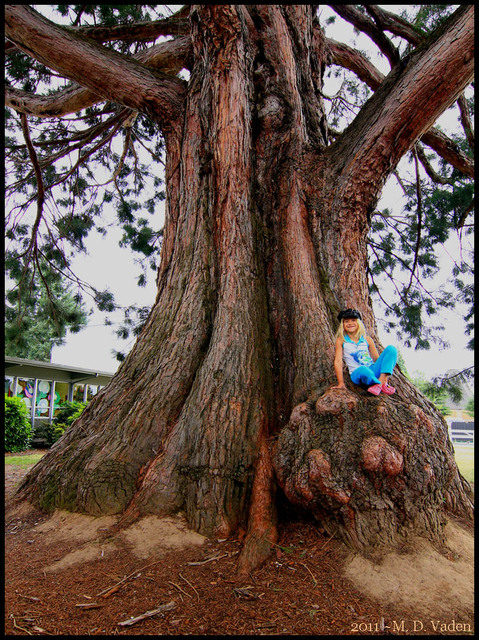 Girl sitting on redwood burl