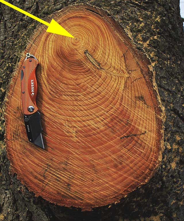 growth rings, xylem