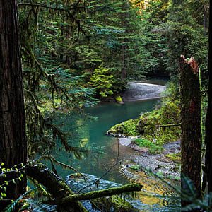 coast redwood forest fine art print on canvas