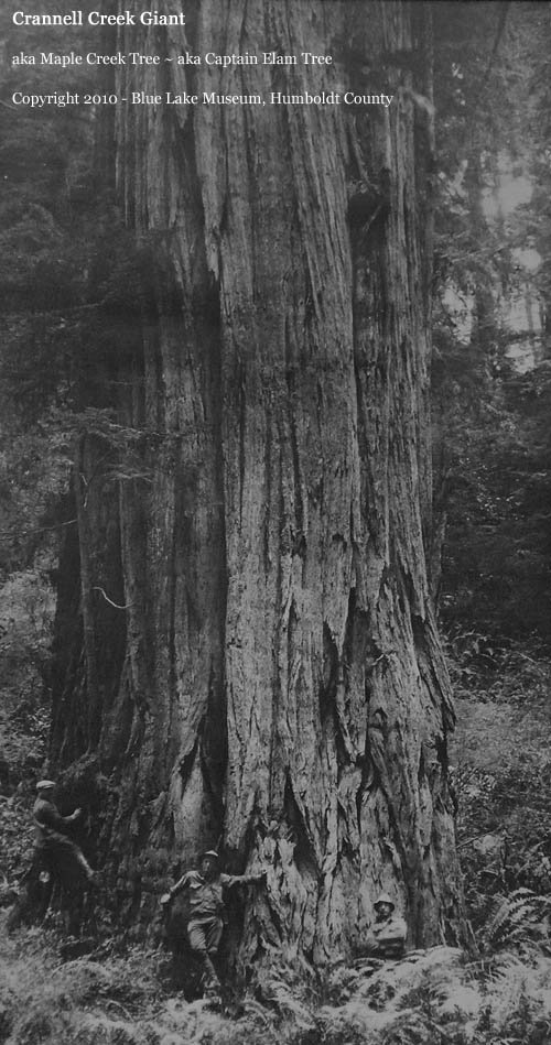 Crannell Creek Giant Coast Redwood aka Maple Creek redwood and Captain Elam redwood