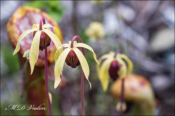 Darlingtonia in Coast Redwood Forest