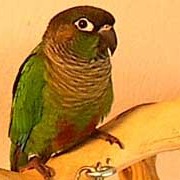 conure parrot cage stand