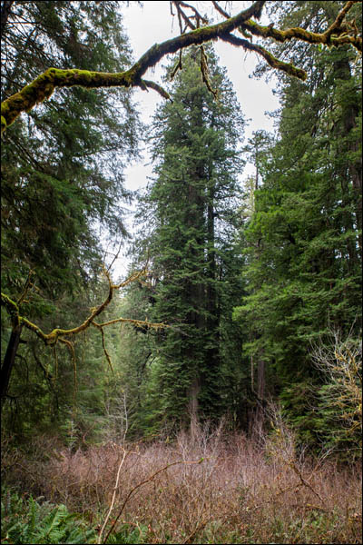 Lost Monarch coast redwood in the Grove of Titans