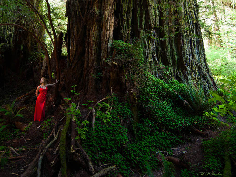 Grove of Titans and the Lost Monarch redwood