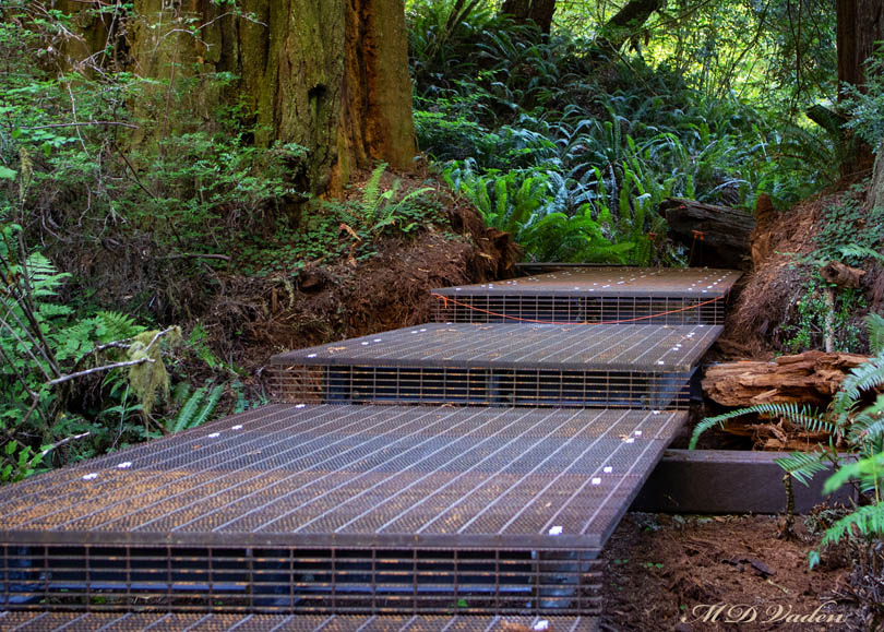 Grove of Titans redwood trail project near Mill Creek