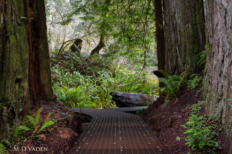 Grove of Titans redwood trail passing between trunks